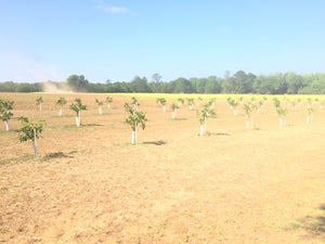 Newly planted satsuma grove